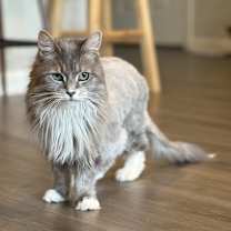 Thumbnail photo of Pepper #3