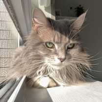 Thumbnail photo of Pepper #4