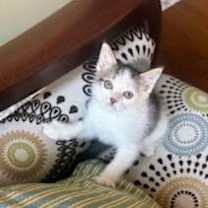 Thumbnail photo of Clove #2