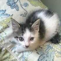 Thumbnail photo of Clove #3