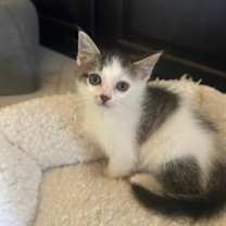 Thumbnail photo of Clove #4