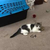 Thumbnail photo of G4 #2