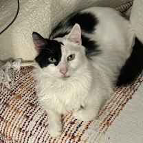 Thumbnail photo of Oreo #1