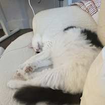 Thumbnail photo of Oreo #4