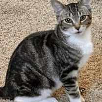 Thumbnail photo of Gnocchi #2