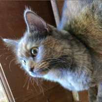 Thumbnail photo of Pina Colada #2