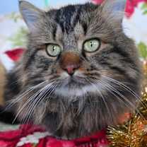 Thumbnail photo of Oberon #1