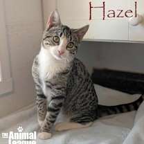 Thumbnail photo of Hazel #1