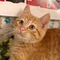 Thumbnail photo of Spruengli #1