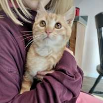 Thumbnail photo of Kittens #3