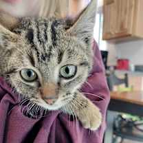 Thumbnail photo of Kittens #4