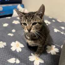 Thumbnail photo of brownie #4