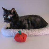 Thumbnail photo of Jupiter #2