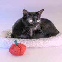 Thumbnail photo of Jupiter #3