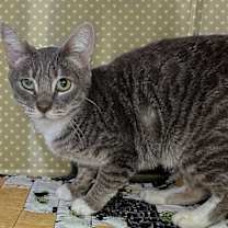 Thumbnail photo of Samantha #4