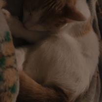 Thumbnail photo of Nuna #2