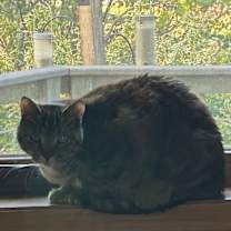 Thumbnail photo of Murph #2