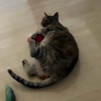 Thumbnail photo of Murph #3