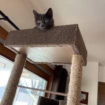 Thumbnail photo of Gus #3