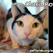 Thumbnail photo of Clara Bow #2