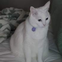 Thumbnail photo of Sachi #2