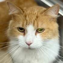 Thumbnail photo of Lightning #3