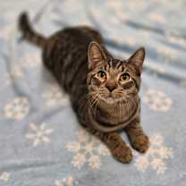 Thumbnail photo of Bakersfield #1