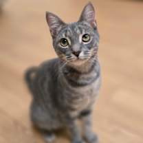 Thumbnail photo of Fresno #1