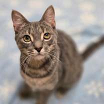 Thumbnail photo of Fresno #2