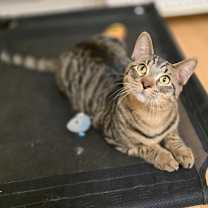 Thumbnail photo of Bakersfield #2