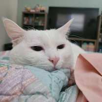 Thumbnail photo of Sachi #4