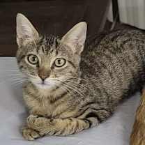 Thumbnail photo of Vino #4