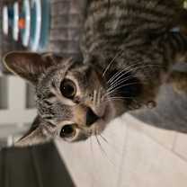 Thumbnail photo of Michelangelo #1