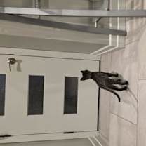 Thumbnail photo of Michelangelo #2