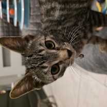 Thumbnail photo of Michelangelo #3