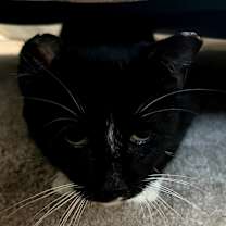 Thumbnail photo of Divine #4