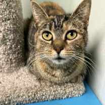 Thumbnail photo of Aline #1