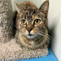 Thumbnail photo of Aline #2