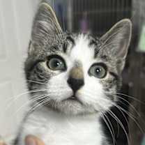 Thumbnail photo of Coach #1