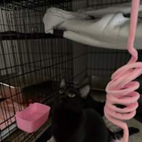 Thumbnail photo of Dinah #1