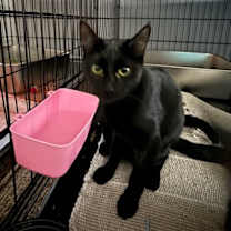 Thumbnail photo of Dinah #2