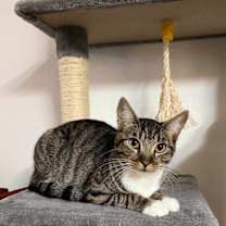 Thumbnail photo of Agatha #1