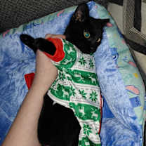 Thumbnail photo of Venom #3