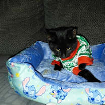 Thumbnail photo of Venom #4