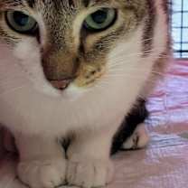 Thumbnail photo of Cookie #3