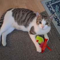 Thumbnail photo of Ruby the Sweet Mama #1