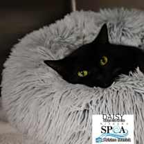 Thumbnail photo of Daisy #1