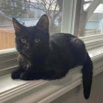 Thumbnail photo of VOIDEY #1