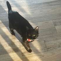 Thumbnail photo of VOIDEY #3