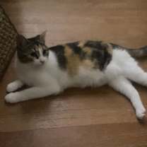 Thumbnail photo of Foofa #3